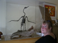 Vögel