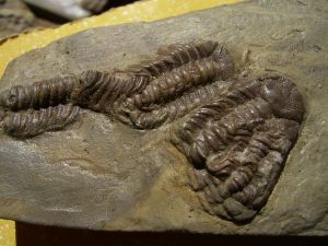 Trilobites