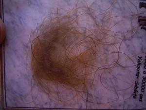 Mammut Haare #1