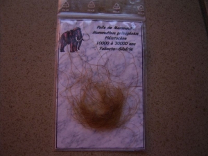 Mammut Haare #1