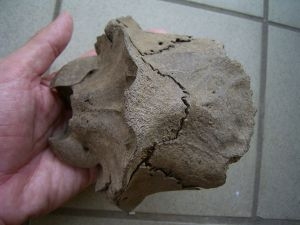 Schädelteil Cervus elaphus