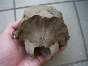 Schädelteil Cervus elaphus