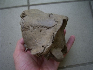 Schädelteil Cervus elaphus