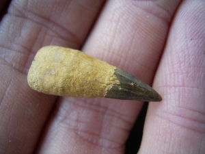 Ichthyosaurier-Zahn aus Russland