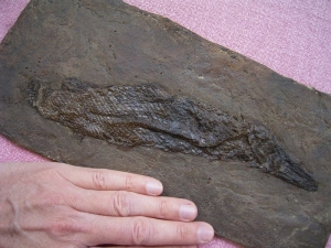 Messel Knochenhecht
