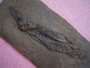 Messel Knochenhecht