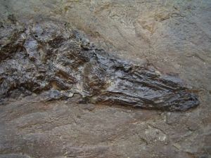 Messel Knochenhecht