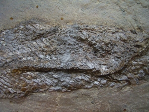 Messel Knochenhecht