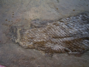 Messel Knochenhecht