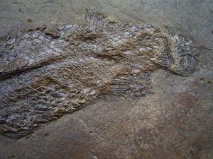 Messel Knochenhecht