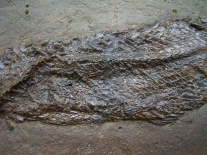 Messel Knochenhecht