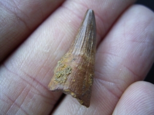 Plesiosaur tooth, russia #1