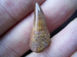 Plesiosaurus Zahn aus Russland #1