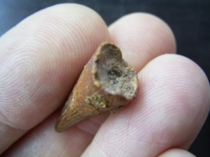 Plesiosaurus Zahn aus Russland #1