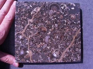 Ammoniten-Marmor