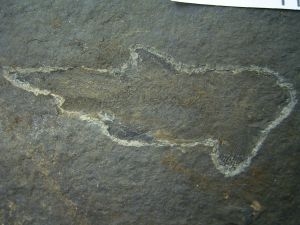 Meisenheimichthys breitenheimensis #2