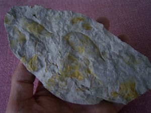 Leafs oligocene age #2