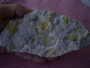 Blätter aus Königswinter #2