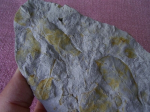 Blätter aus Königswinter #2