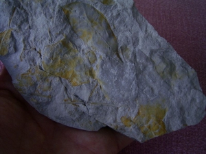 Blätter aus Königswinter #2