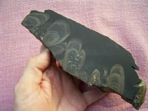 Stromatolith aus dem Devon gesägt und poliert #2