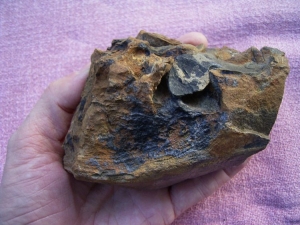 Stromatolith aus dem Devon gesägt und poliert #4