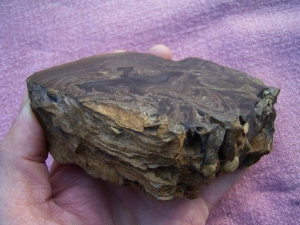 Stromatolith aus dem Devon gesägt und poliert #4