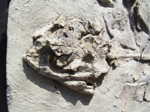 Schildkröte USA