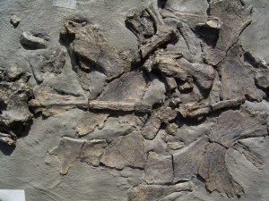 Schildkröte USA