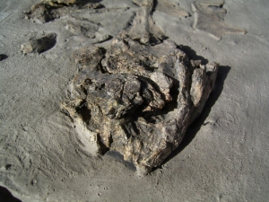 Schildkröte USA
