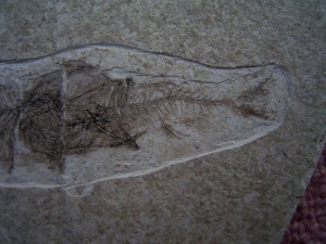 Fisch frisst Fisch # 2