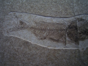 Fisch frisst Fisch # 2