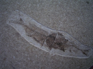 Fisch frisst Fisch # 2