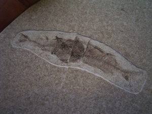 Fisch frisst Fisch # 2