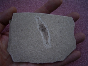 Fisch frisst Fisch # 2