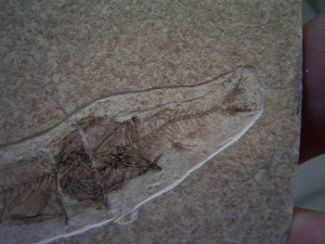 Fisch frisst Fisch # 2