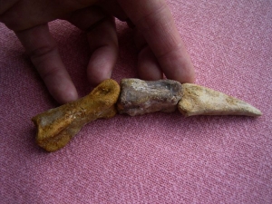 Spinosaurus Fingerknochen mit Kralle