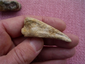 Spinosaurus Fingerknochen mit Kralle