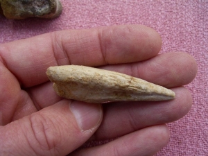 Spinosaurus Fingerknochen mit Kralle