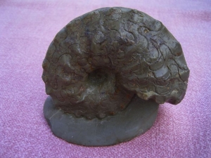 Ceratites Nodosus # 2