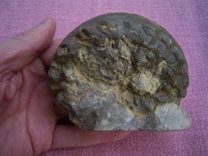 Ceratites Nodosus # 2