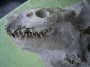 A2 Oreodont Skelett