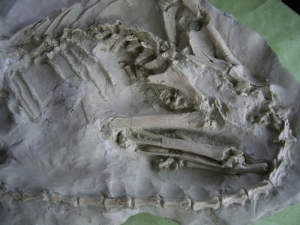 A2 Oreodont Skelett