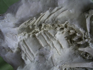 A2 Oreodont Skelett