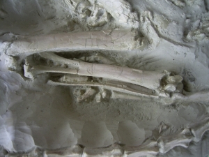A2 Oreodont Skelett