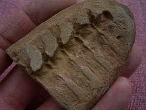 Barasaurus-Wirbelsäule aus der Trias! #3