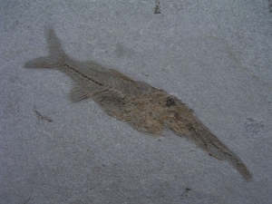 Fisch frisst Fisch # 3