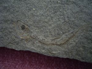Leptolepis bronni Lias