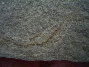 Leptolepis bronni Lias