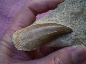 3 Zähne: Plesiosaurus, Mosasaurus und Hai; Marokko